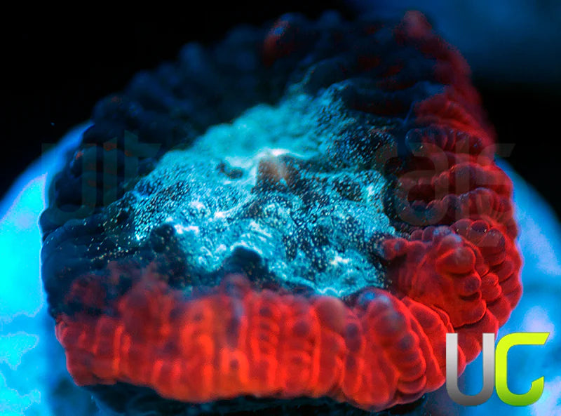 NEW RELEASE: UC Devils Rim Favia