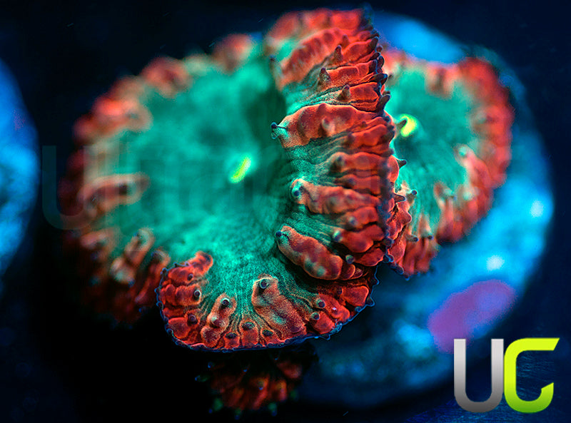 UC Home Stretch Blastos