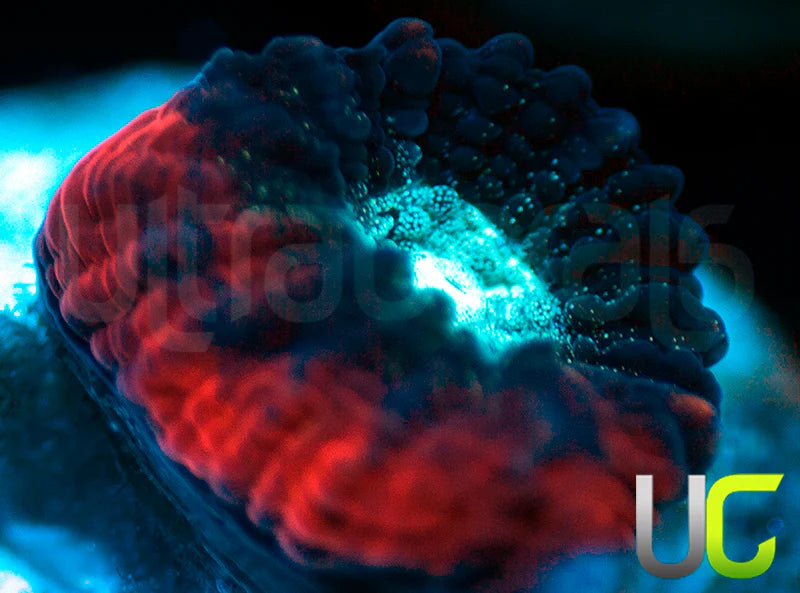 NEW RELEASE: UC Devils Rim Favia