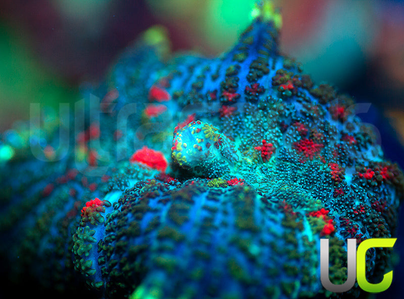 UC High Roller Mushroom