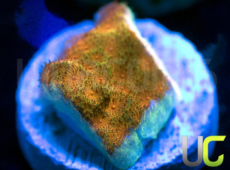 Watermelon Psammocora