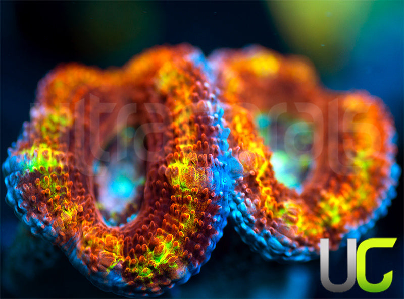 NEW RELEASE: UC Agent X Micro Lord