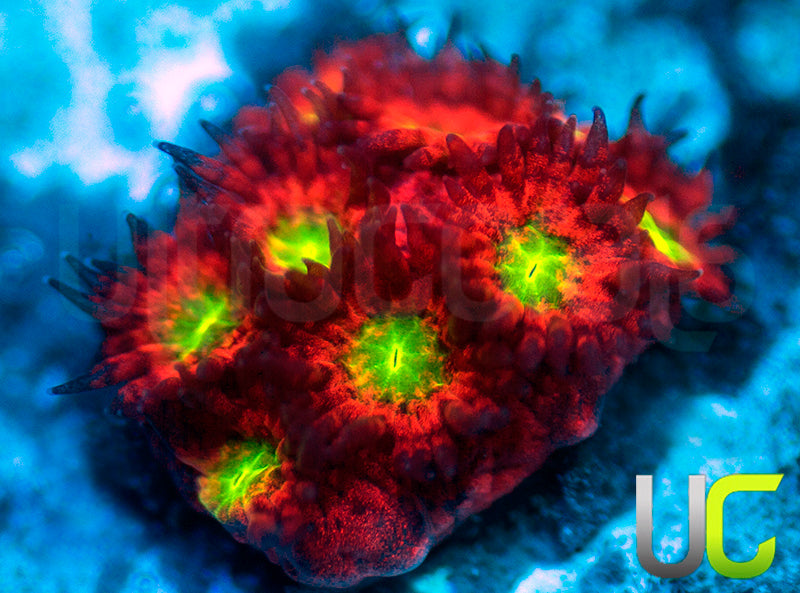 UC Sweet Tart Madracis