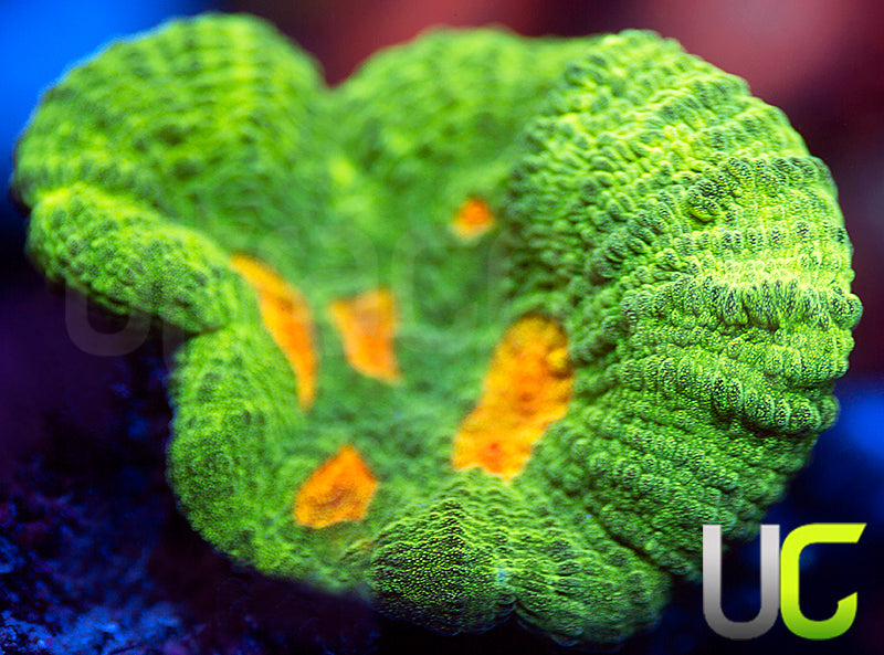 OG Space Invader Pectinia