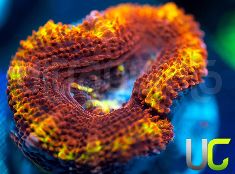 NEW RELEASE: UC Agent X Micro Lord