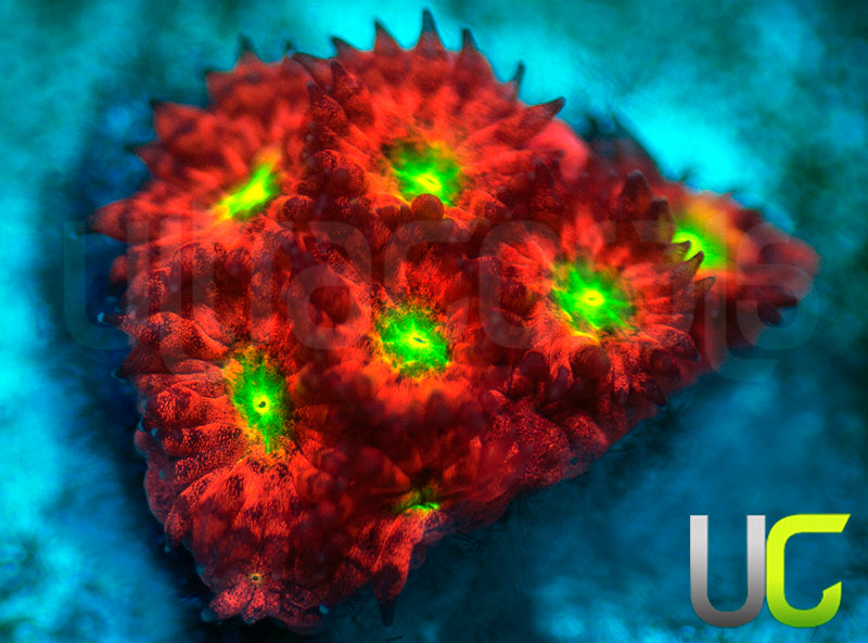 UC Sweet Tart Madracis