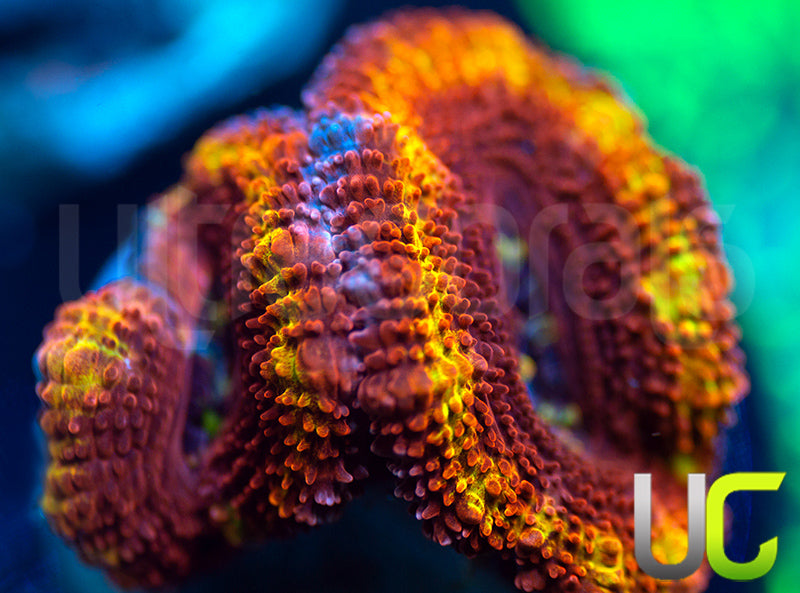 NEW RELEASE: UC Agent X Micro Lord