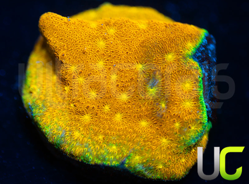 Yellow Yutz Psammocora