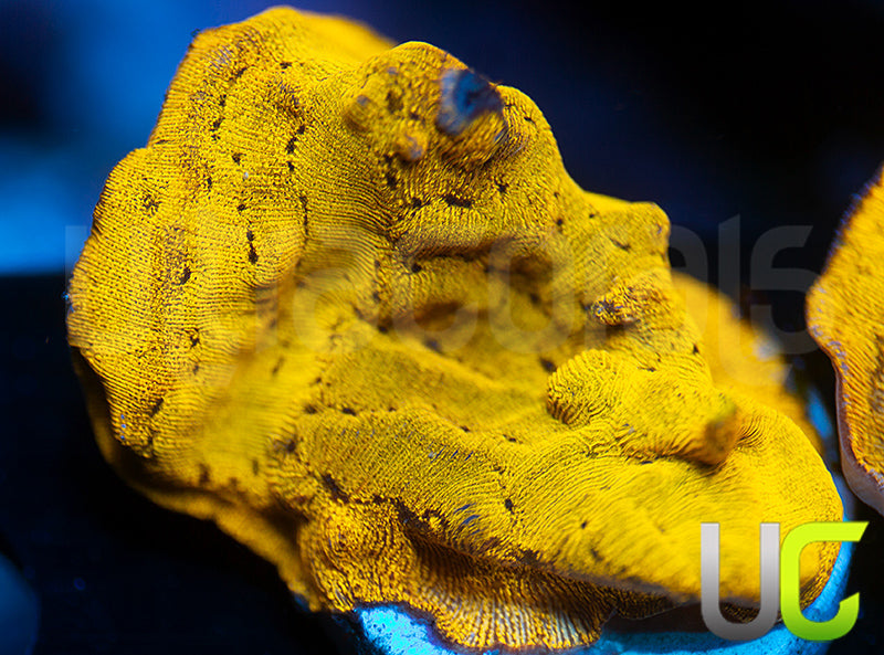 UC Golden Dragon Lepto