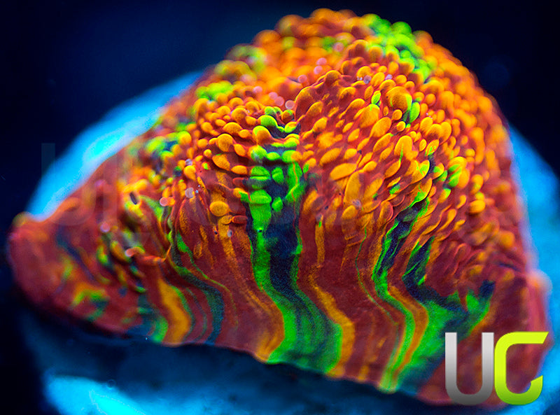 UC Head Trip Chalice