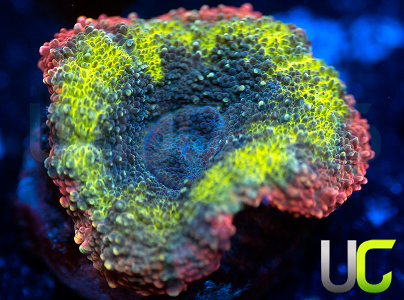 UC Unicorn Poop Lobo