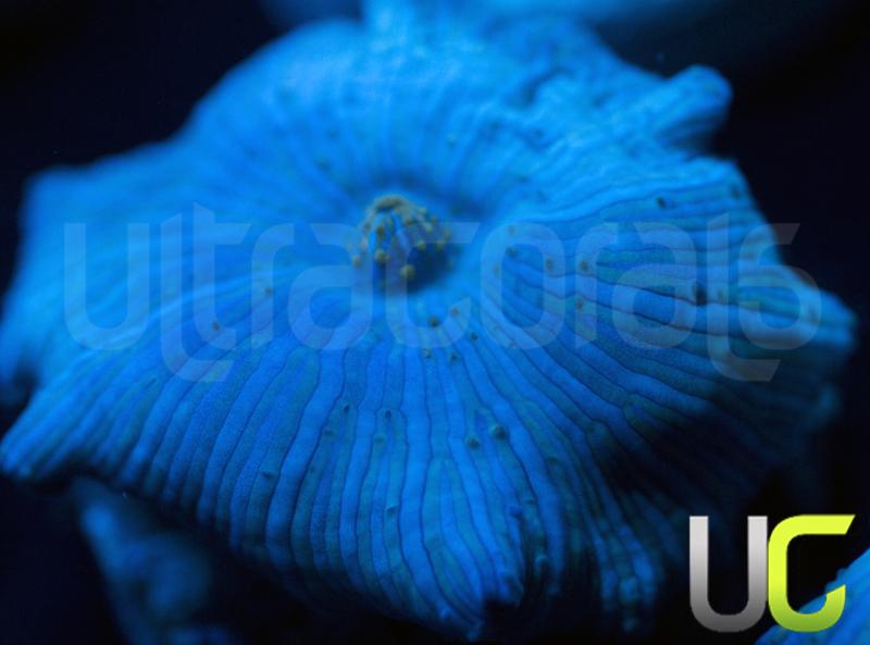 Blue Discosoma