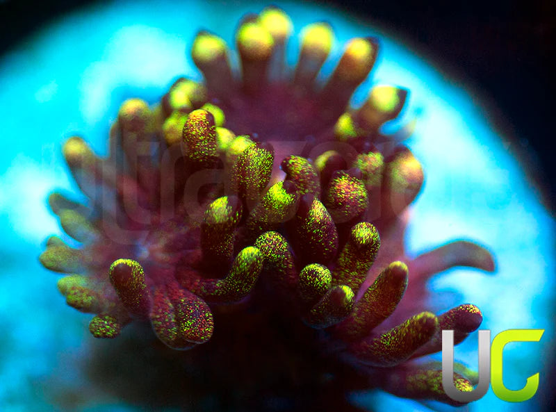 Pedros Rainbow Glitter Goni