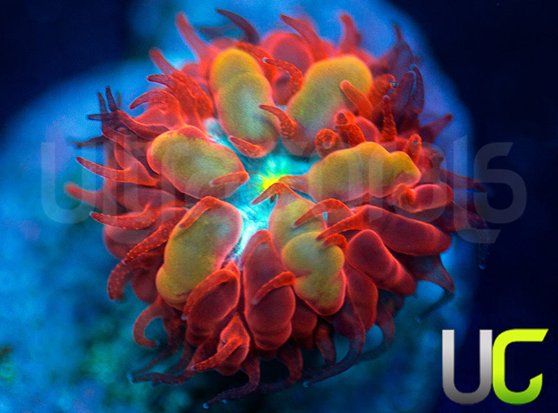 UC Blue Raven Blasto