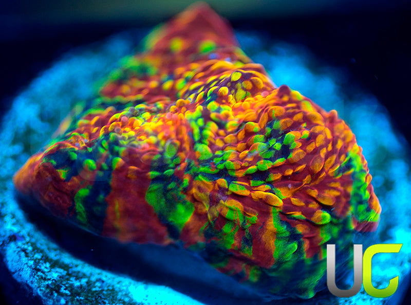 UC Head Trip Chalice