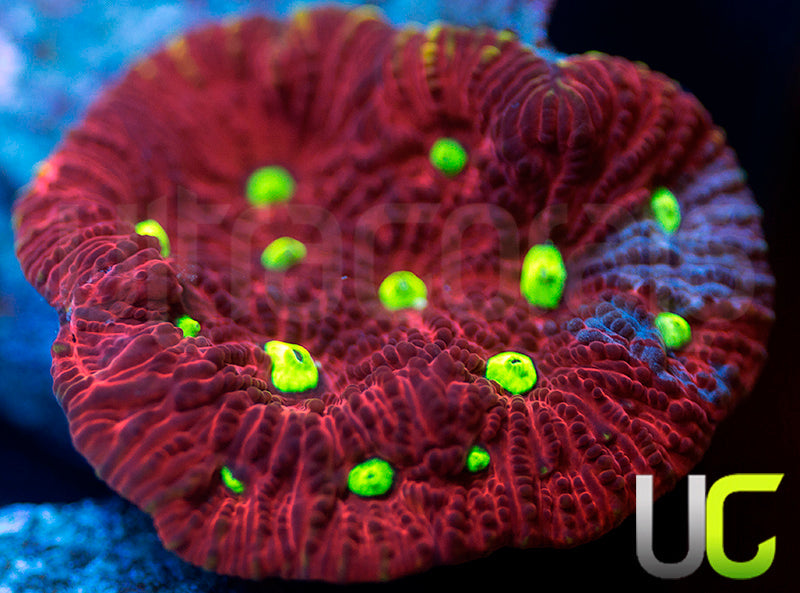 UC Pink Splash Favites