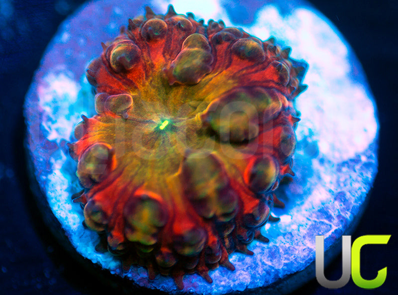 BSA TT Twister Blasto