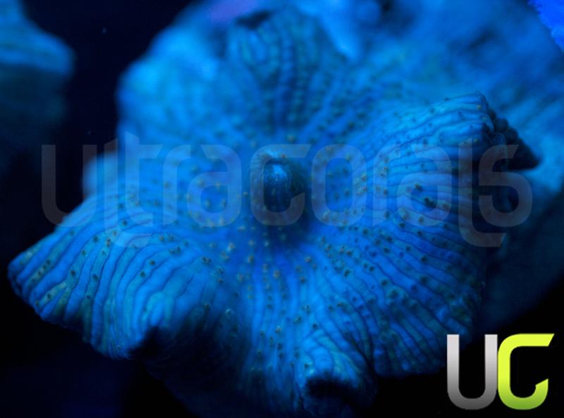 Blue Discosoma