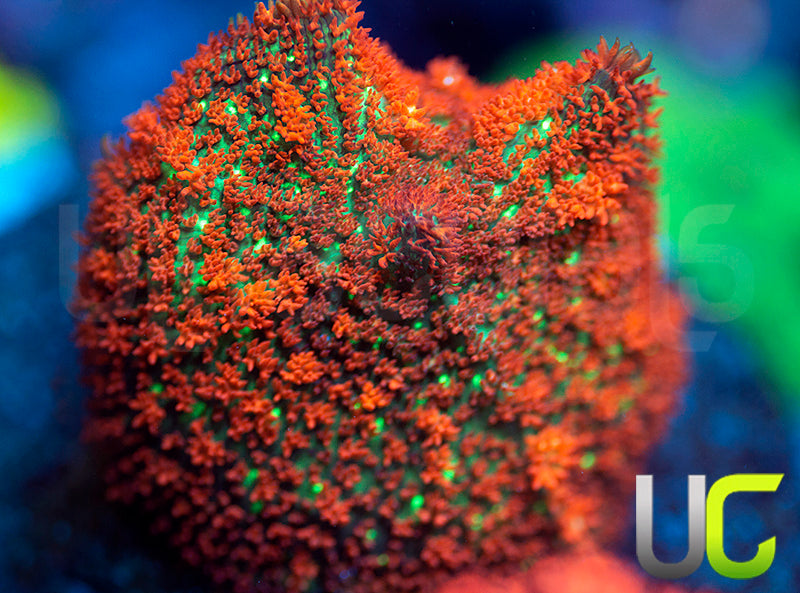 NEW RELEASE: UC Chile Pepper Mushroom