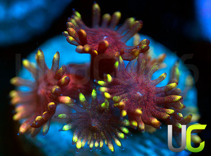 Pedros Rainbow Glitter Goni