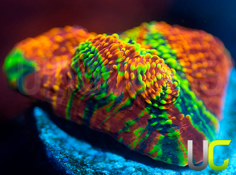 UC Head Trip Chalice