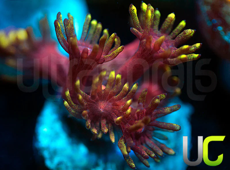 Pedros Rainbow Glitter Goni