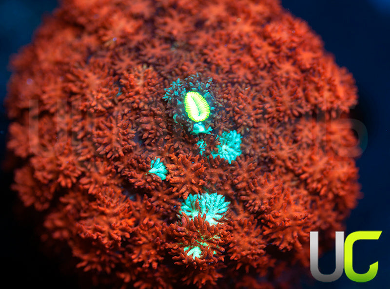 Ultra Red Cushion Mushroom