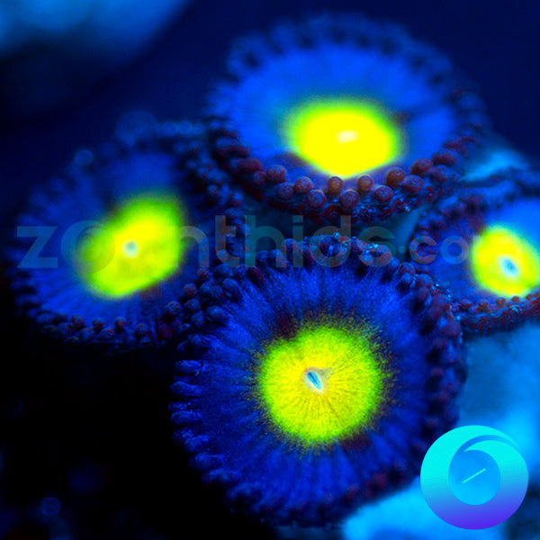 AOI Zoanthids