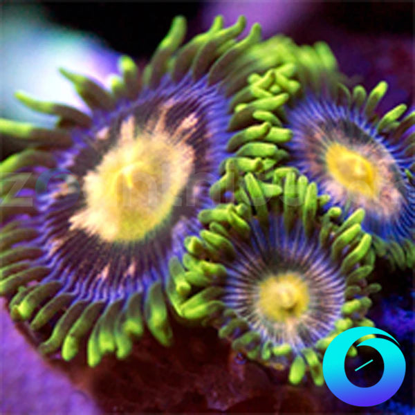 Anaconda Zoanthids