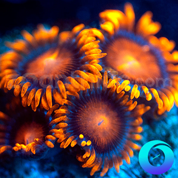 Bam Bam Zoanthids