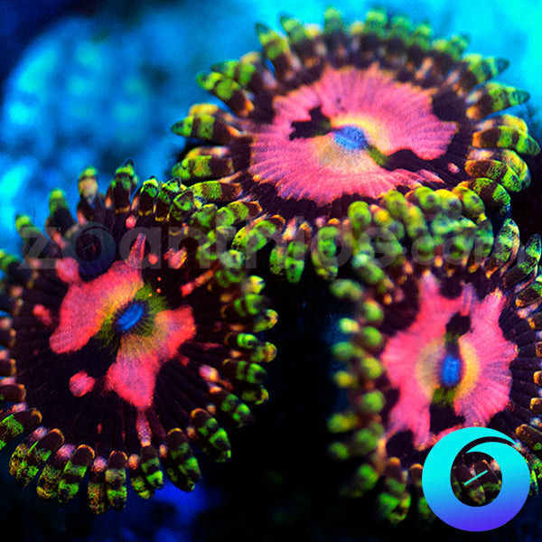 BigR Space Chaos Zoanthids