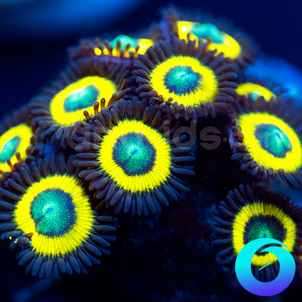 Black Bella Zoanthids