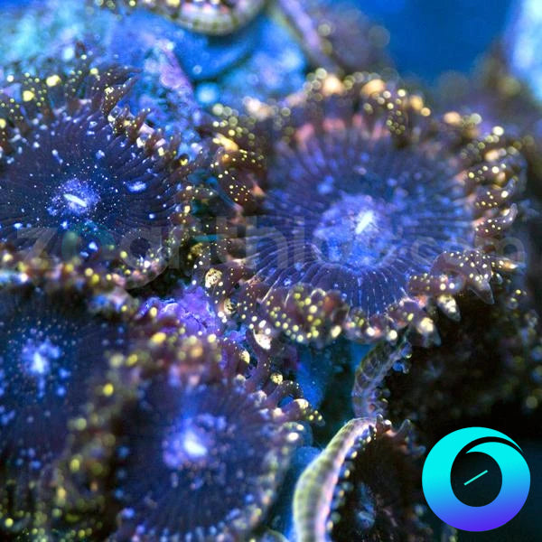 Black Mamba Zoanthids