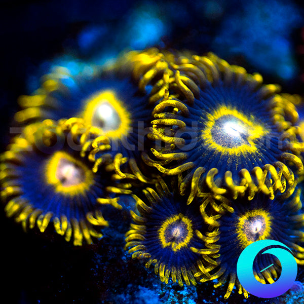 Black Stinger Zoanthids