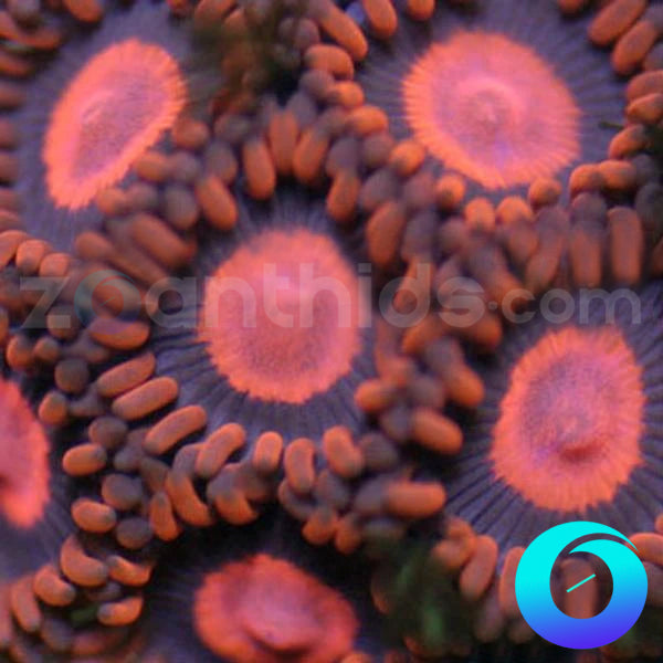 Black Widow Zoanthids