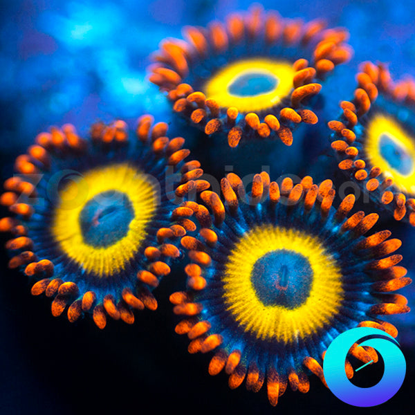 Blondies Zoanthids