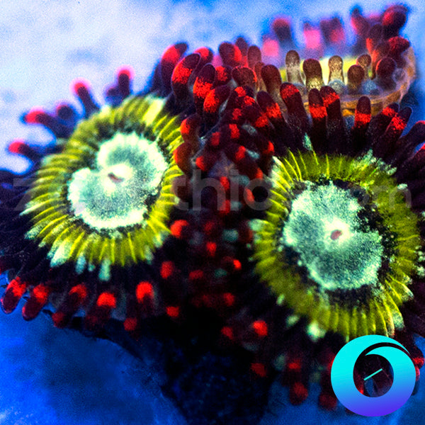 Blood Bath Zoanthids