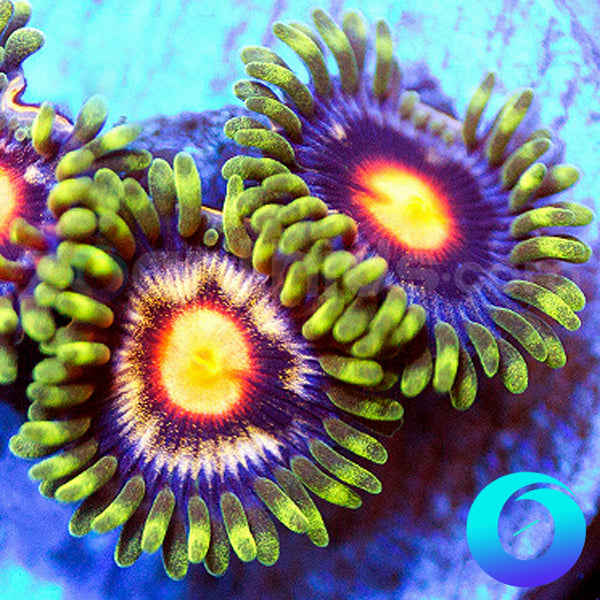 Bloomer Zoanthids