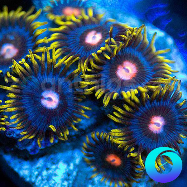 Blowpop Zoanthids