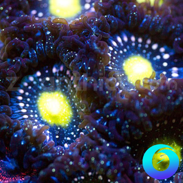 Blue Lagoon Zoanthids