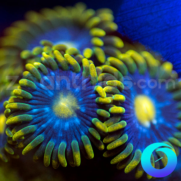 Blue Sky Zoanthids