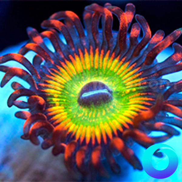 CB Bowser Zoanthids