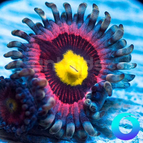 Bubblicious Zoanthids