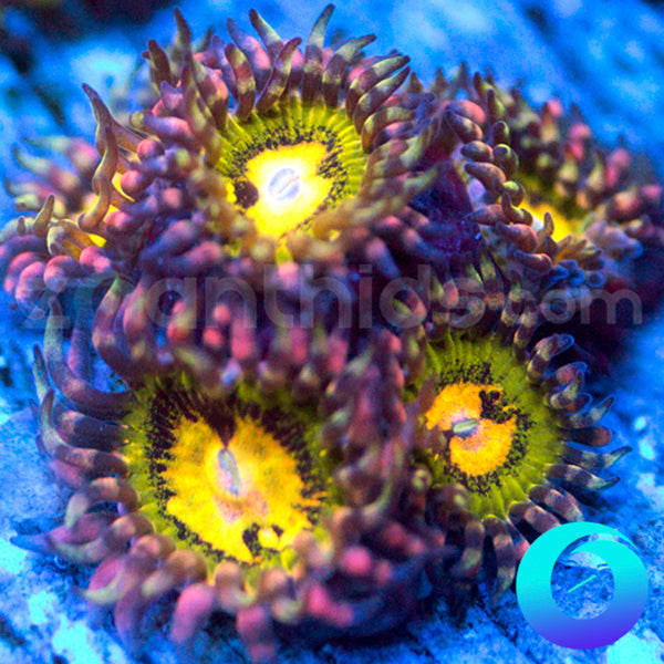 Butt Kisser Zoanthids