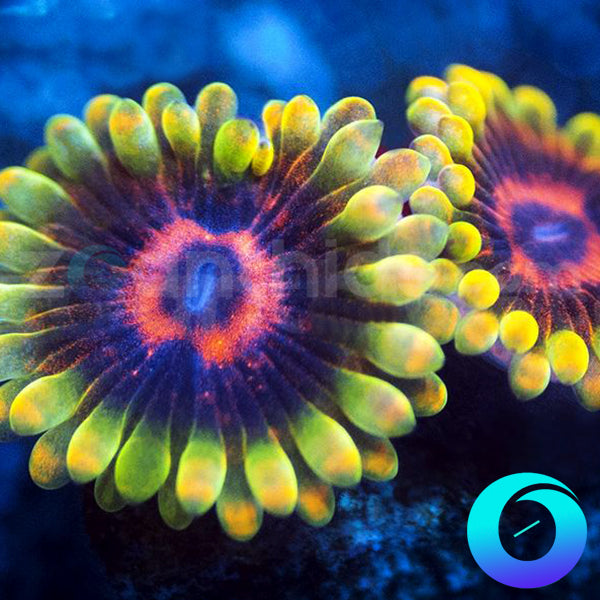 CC Mind Trick Zoanthids