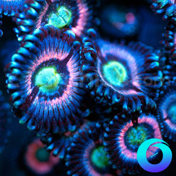 CC Pink Constellation Zoanthids