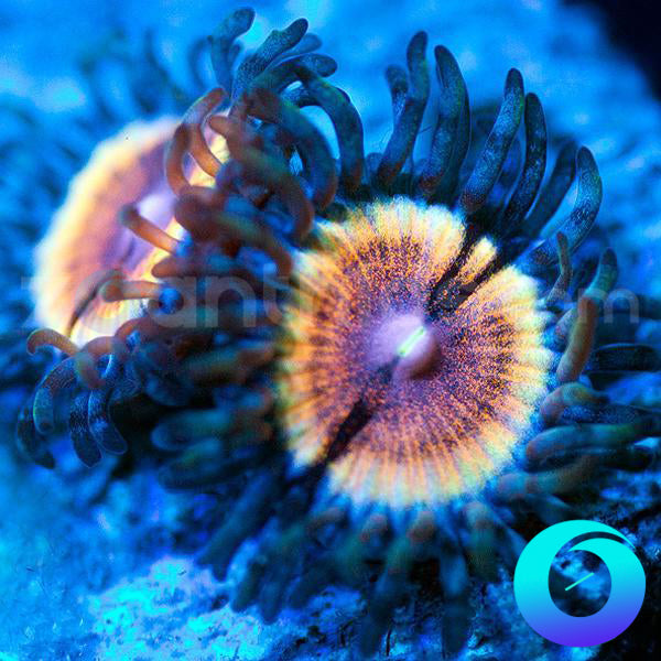 Charming Charlie Zoanthids