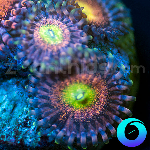 Chong Bong Zoanthids