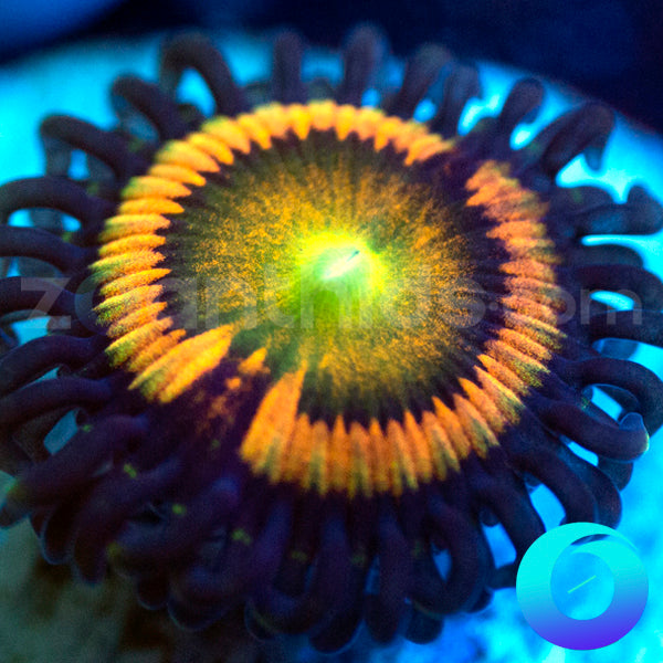 Citrus Cooler Zoanthids
