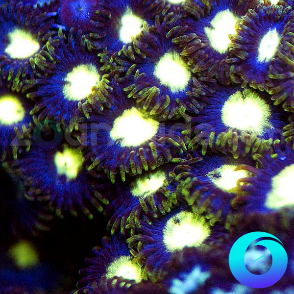 Cobalt Zoanthids